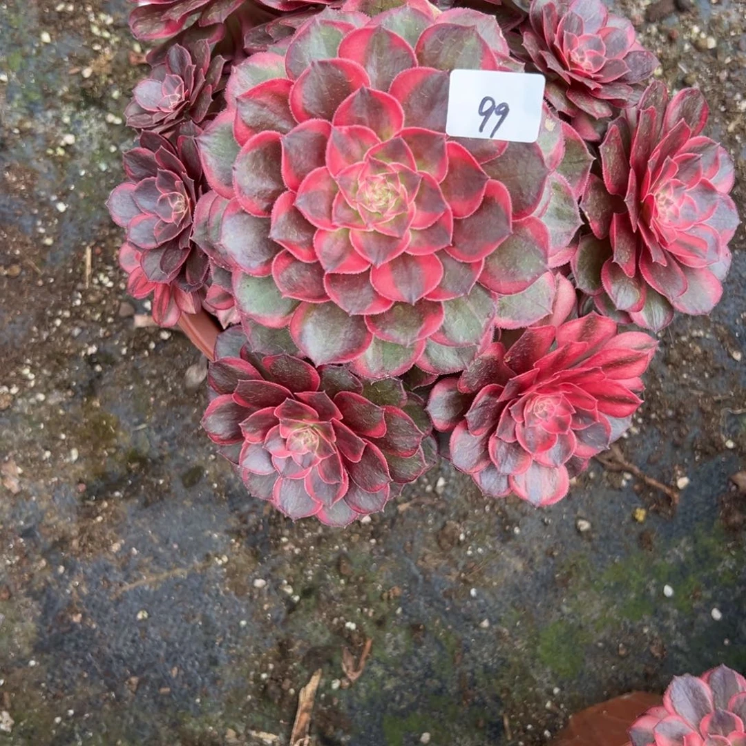 99黑魔锦多肉植物系