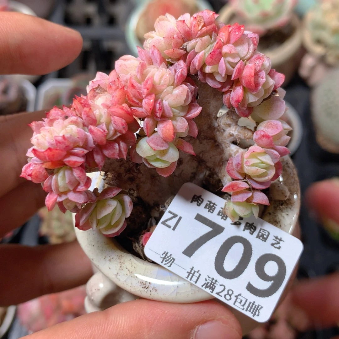 5CM拇指盆精控多肉ZI709