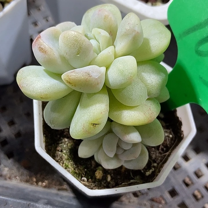 多肉植物冰玉石化1039