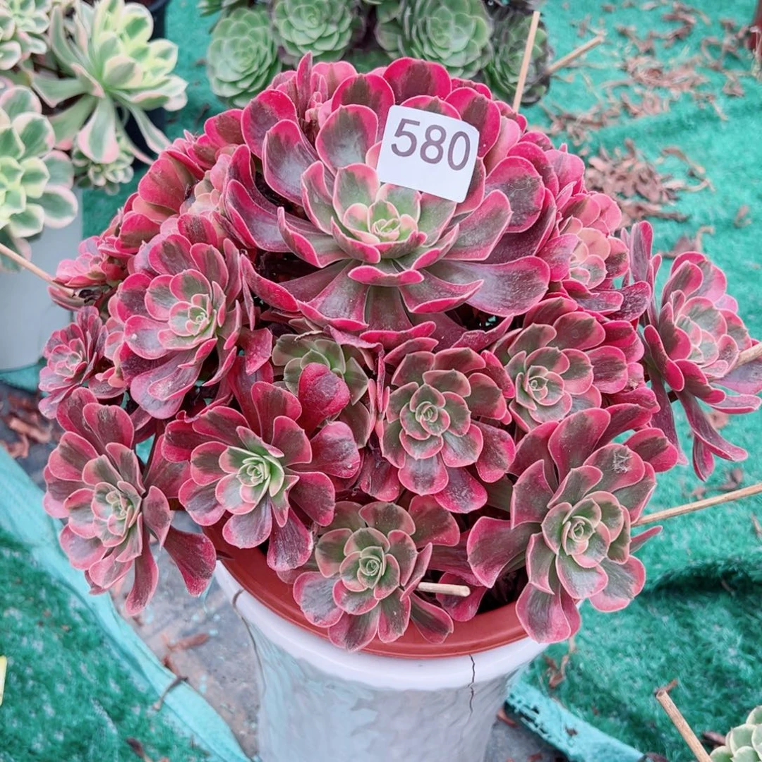 580爱神法师多肉植物