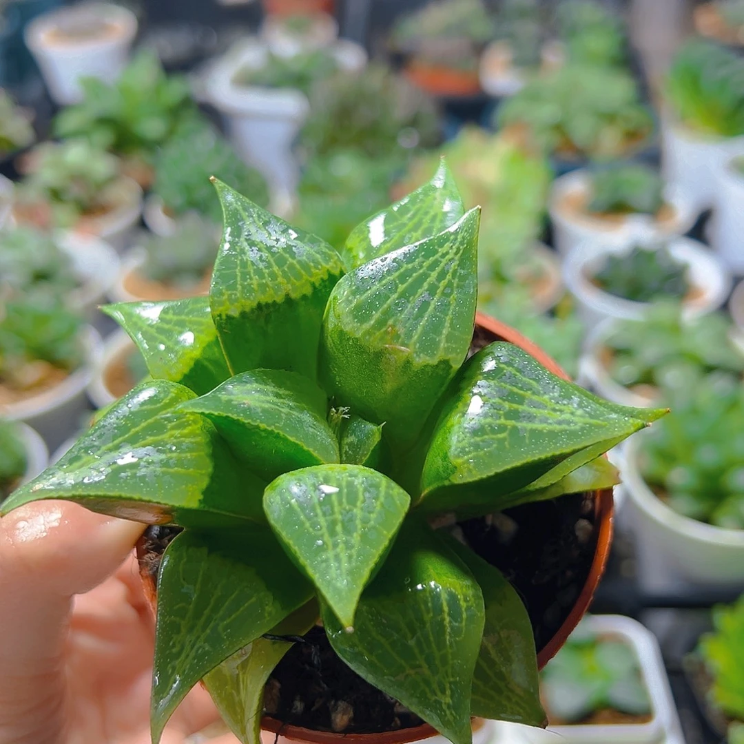 一代康平玉露多肉多肉