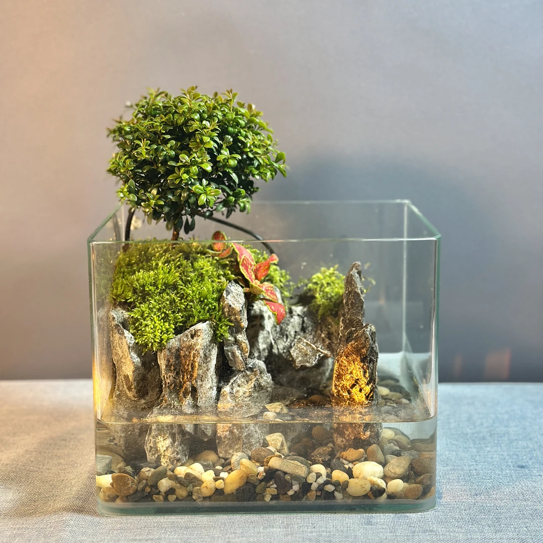 20*13.5*16.3小叶赤楠苔藓微景观鱼缸桌面办公室生态植物室内摆件
