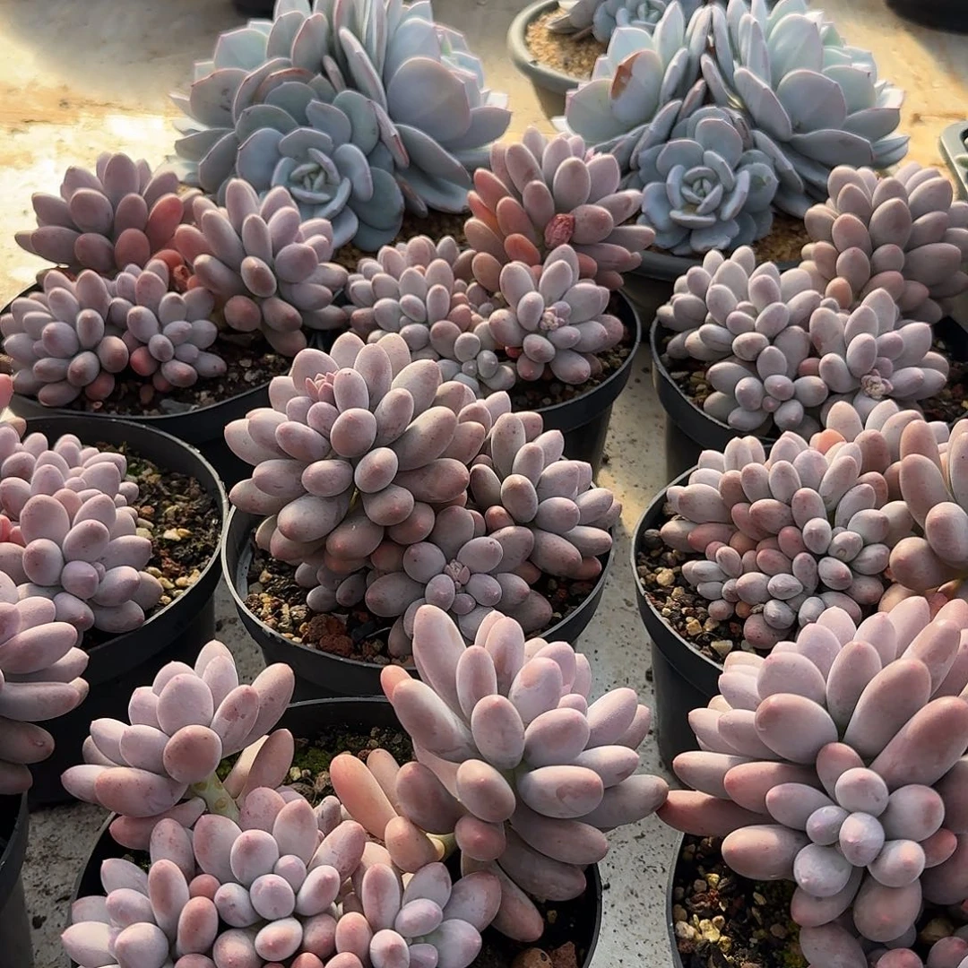 雪梨糍整无砍群生多肉