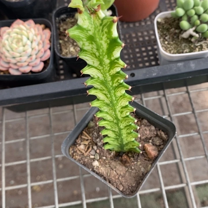 血****伯克利和格蕾纳等著名的