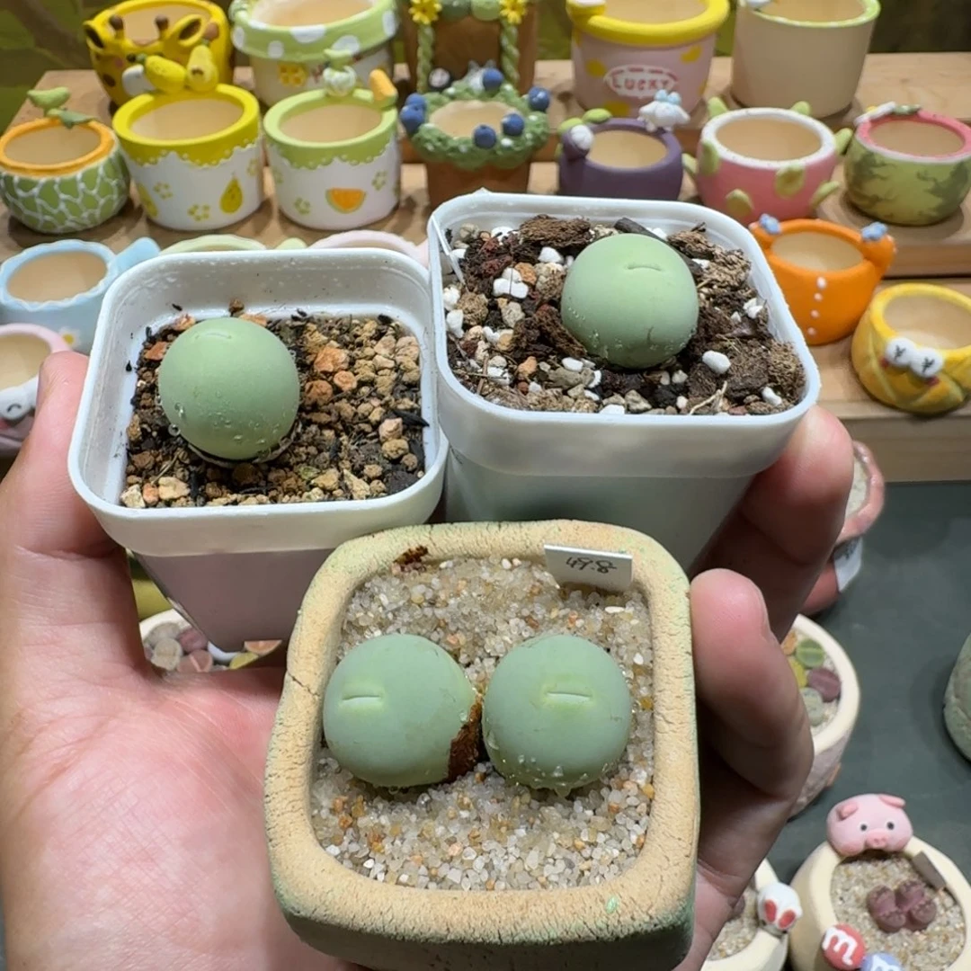 艺***艺蘑菇1134鸽子蛋大型红嘴