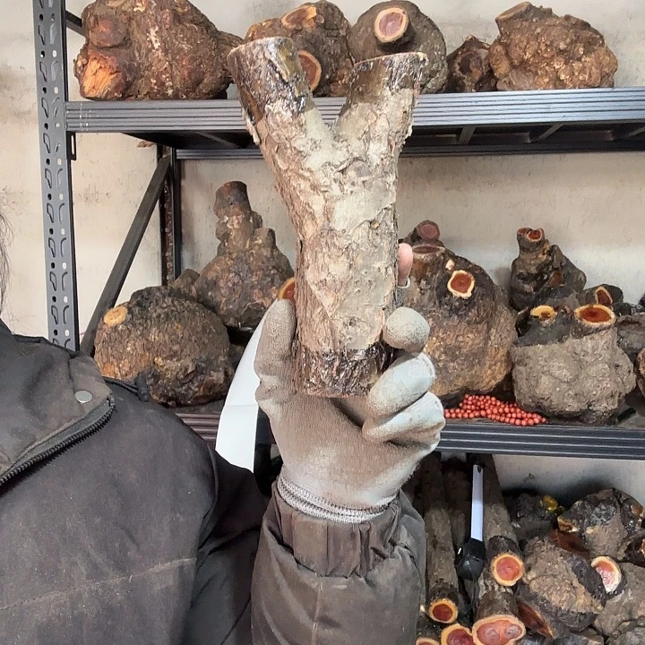 星***人香榧木火琉璃的故事是一个人