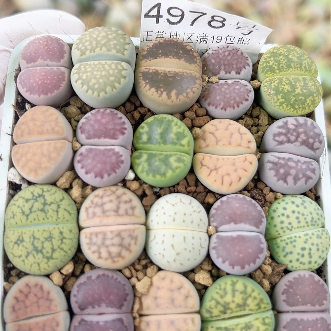 4978 好养易活生石花大母本