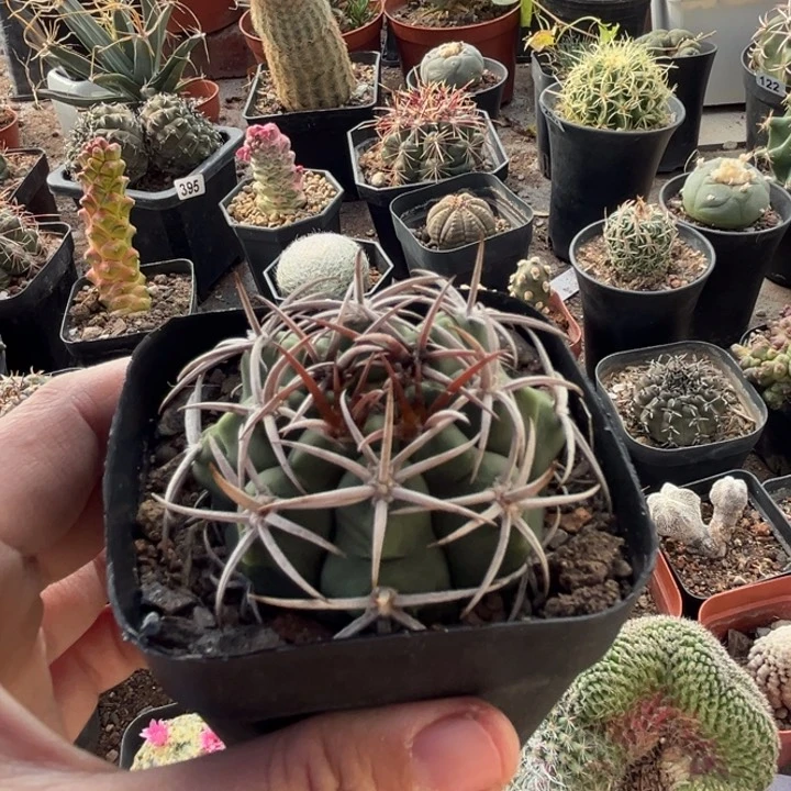 仙人球一物一拍实生