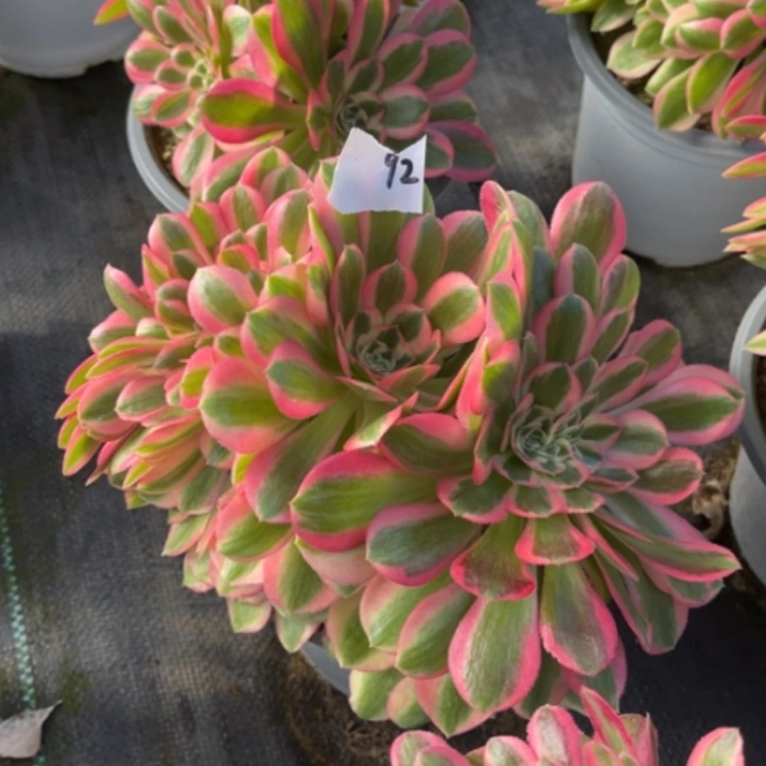 【闪购商品】92粉女巫缀多肉法师