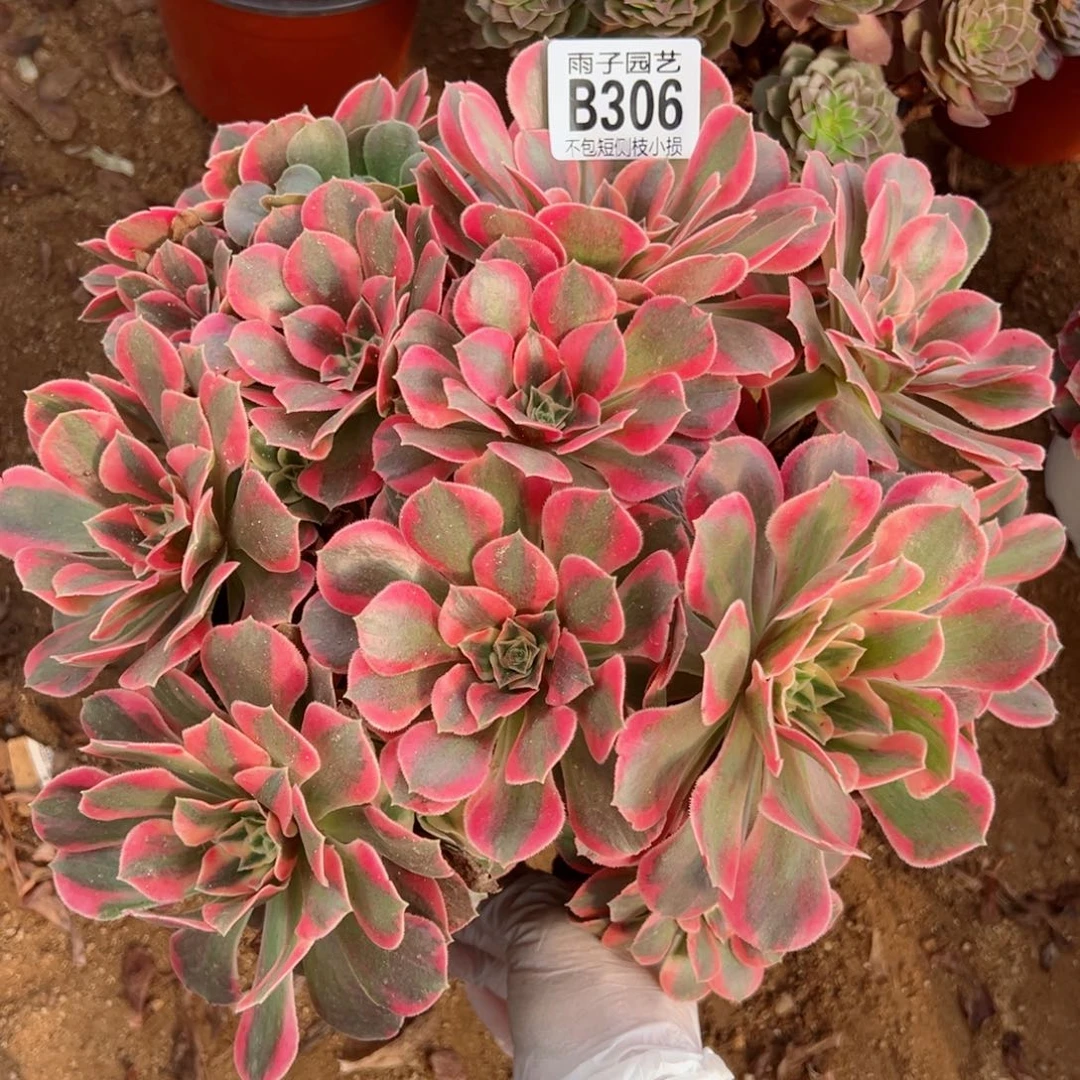 306女妖尺寸28左右