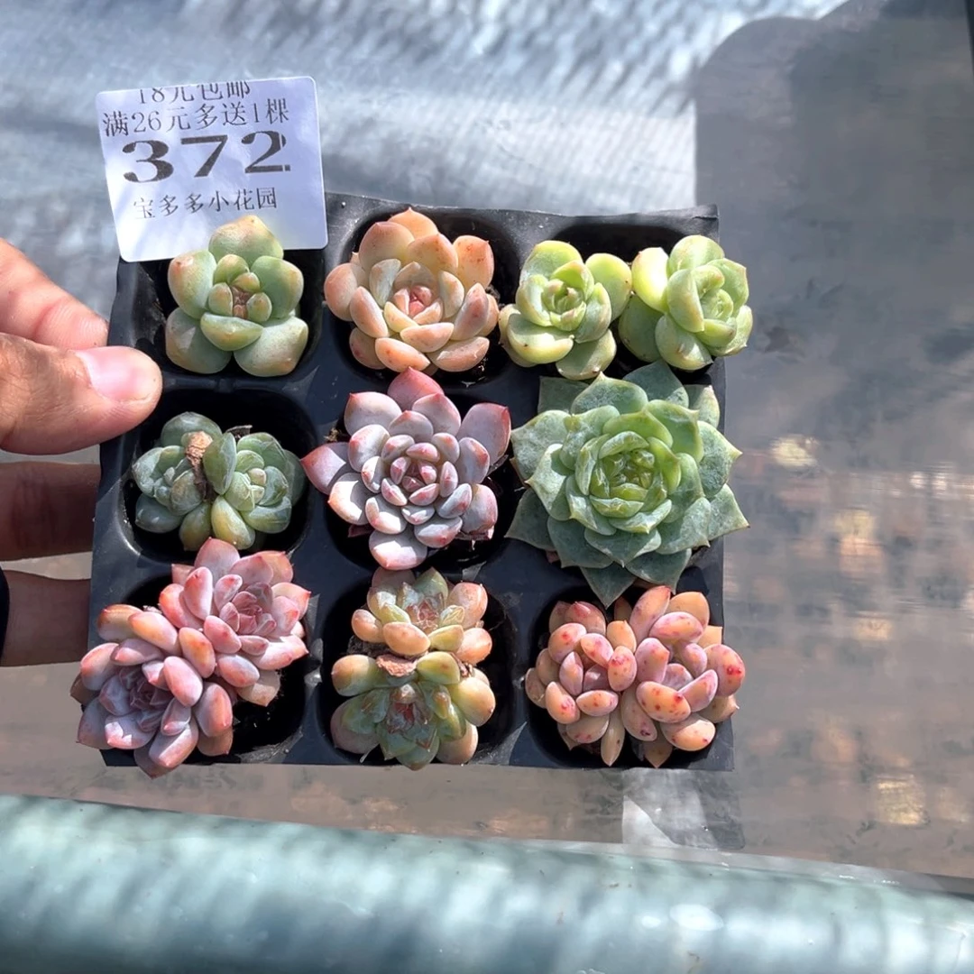 372号到手一盘一物一拍