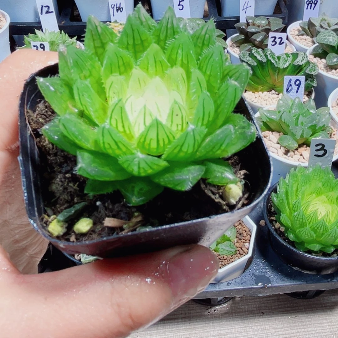 白莲花多肉植物6666