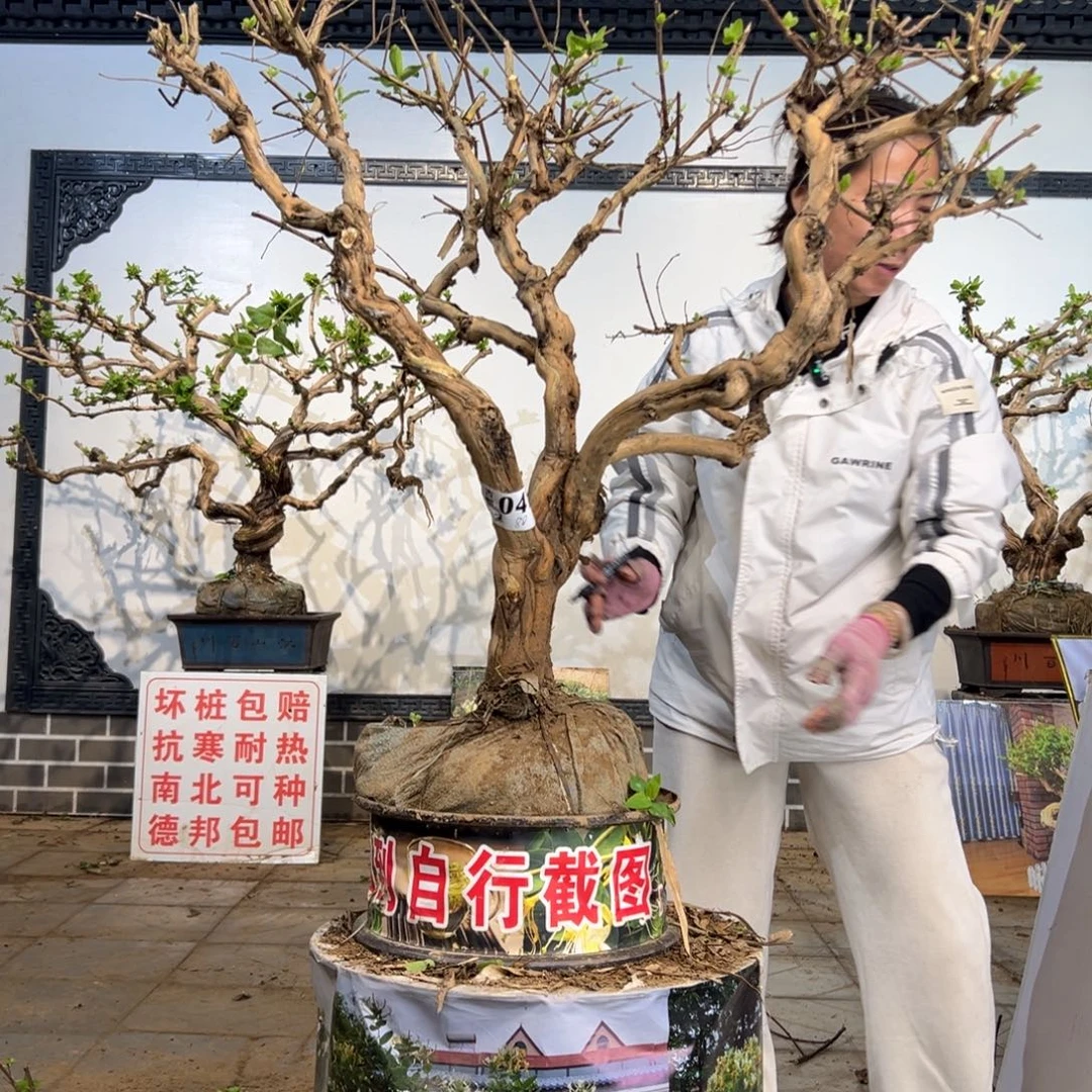 无花朵金银花盆景老桩8888888
