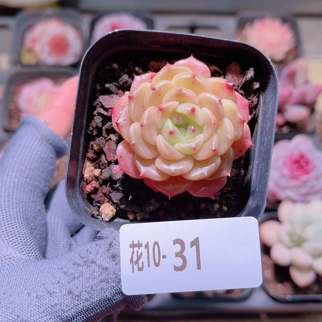 花10-31灵翠单头
