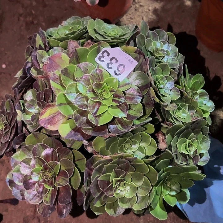 633花月夜多肉植物不售后