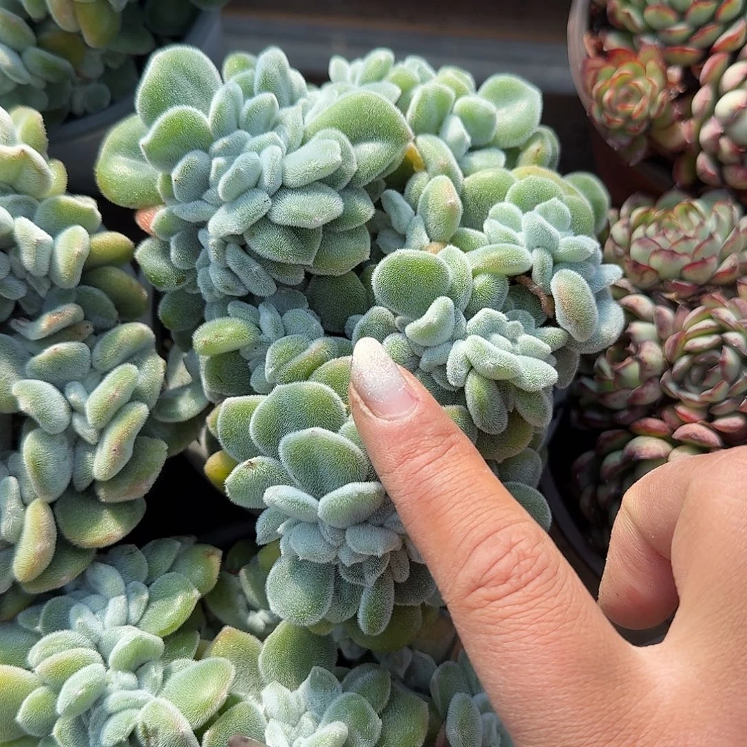 雪晃星多肉植物精品