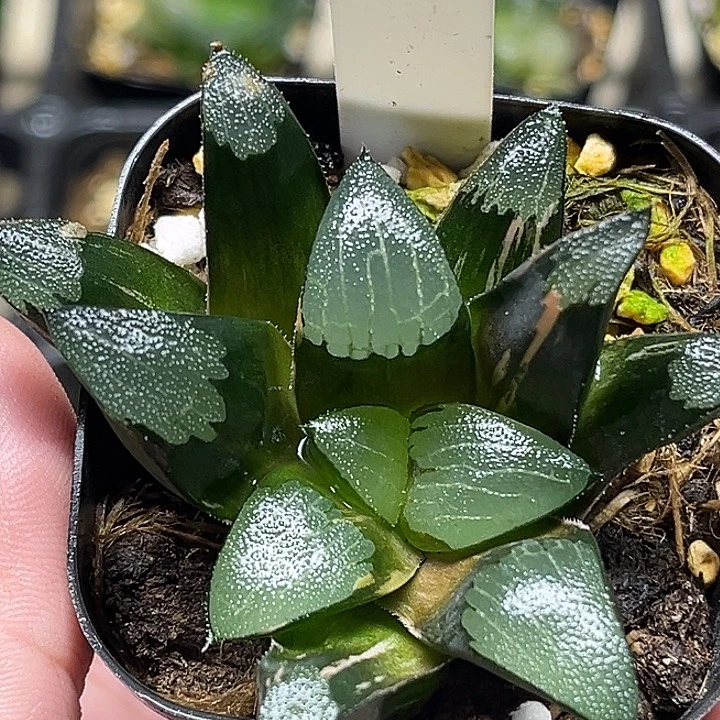 58大型克锦头家多肉十二卷