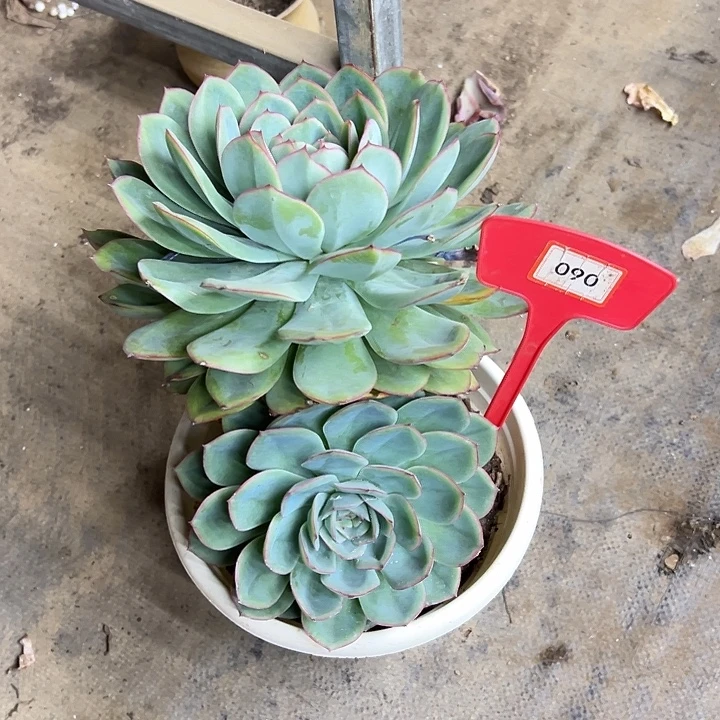 艳***子橙路多肉植物提取090