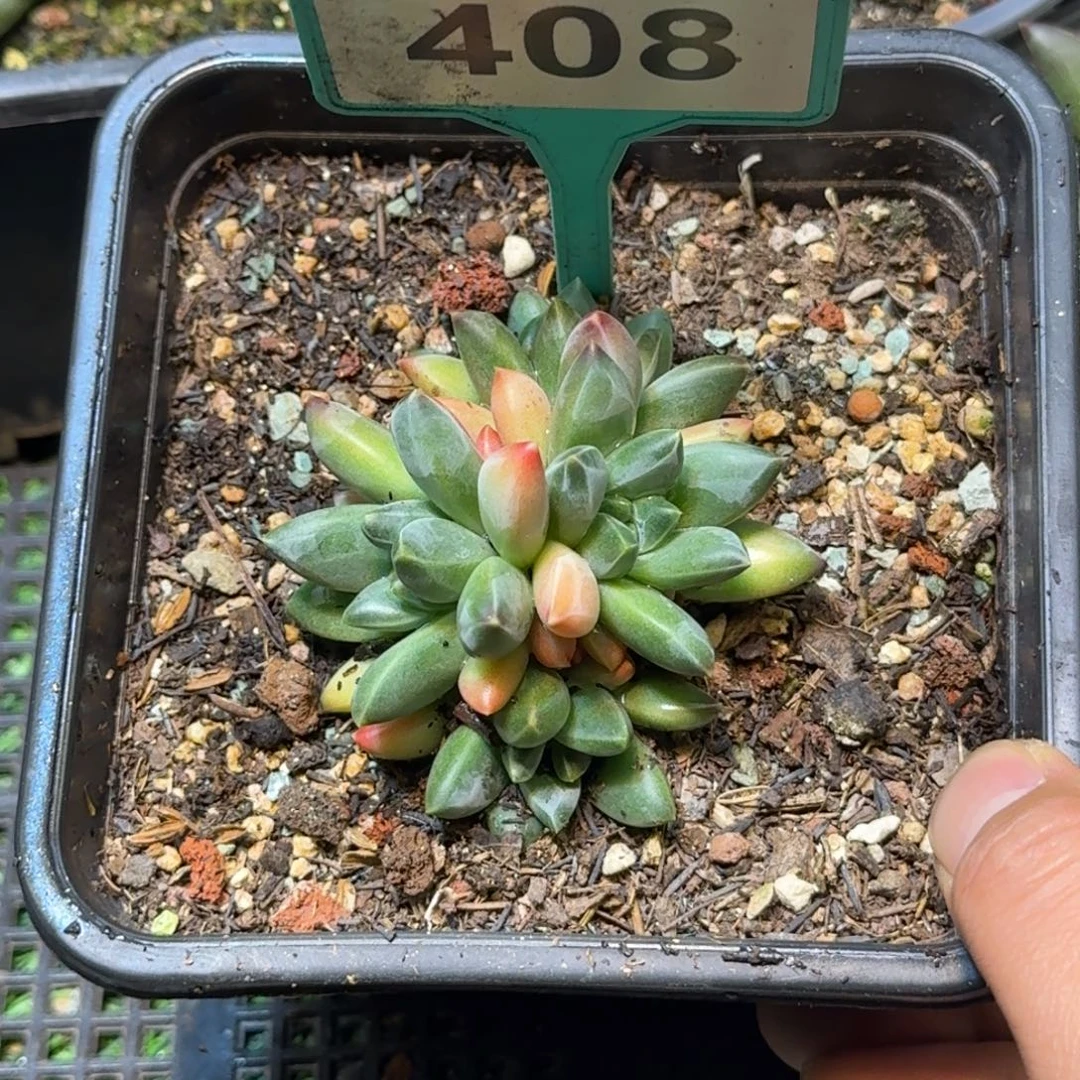 多肉植物莫吉托408
