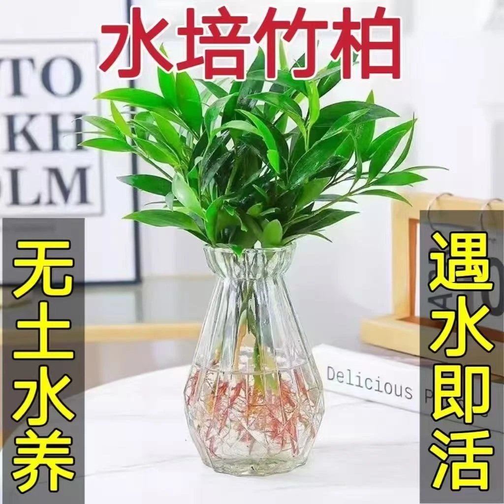 驱蚊水培植物室内水养绿植花卉水培花卉盆栽办公室四季客厅夜来香