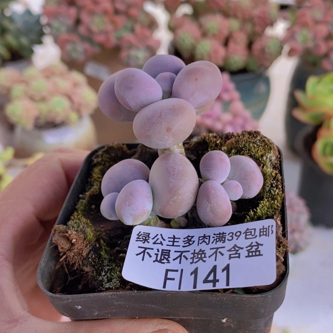 芭比奶洛4cm141多肉植物