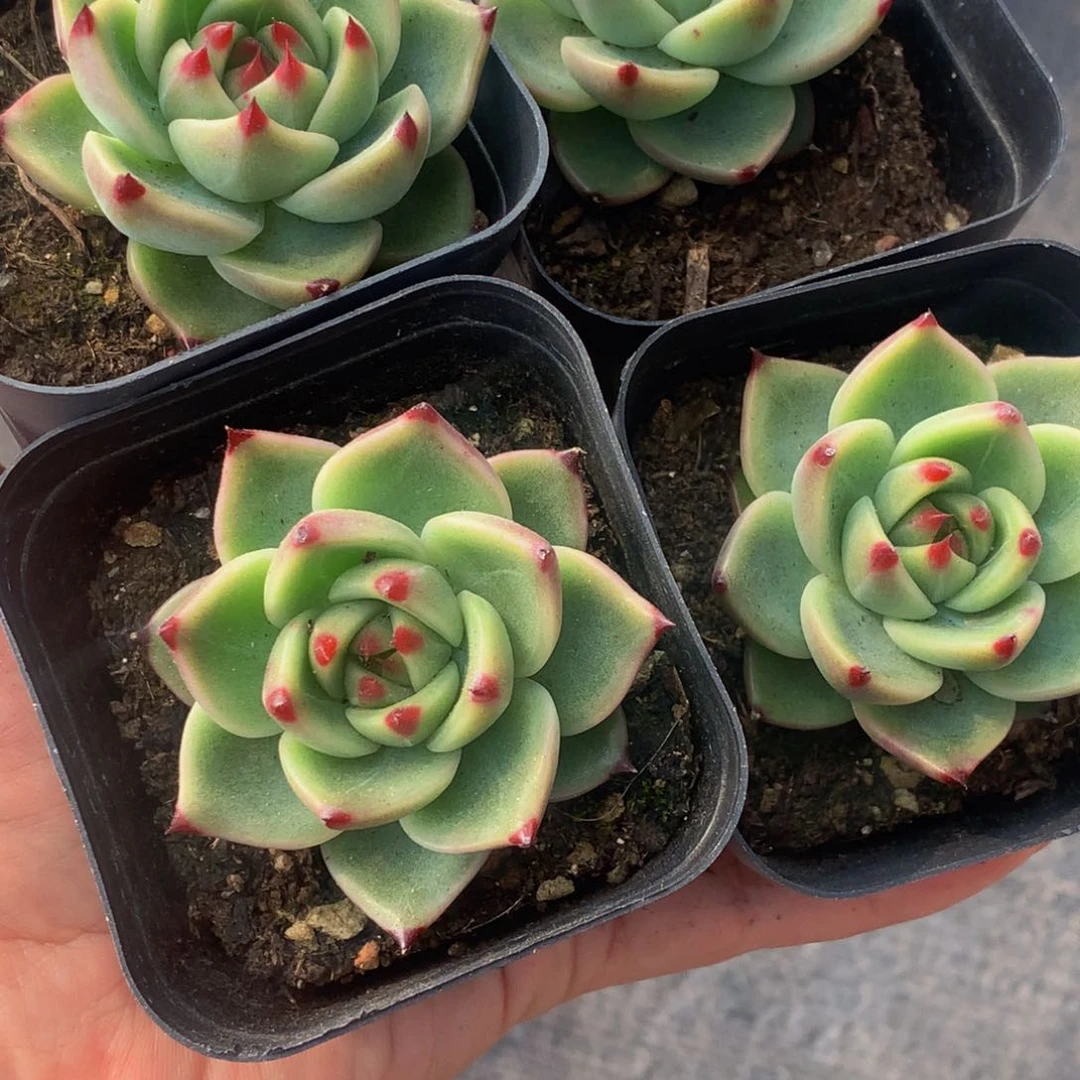 蓝龙。 （满9.99包邮不满9.99发叶子）