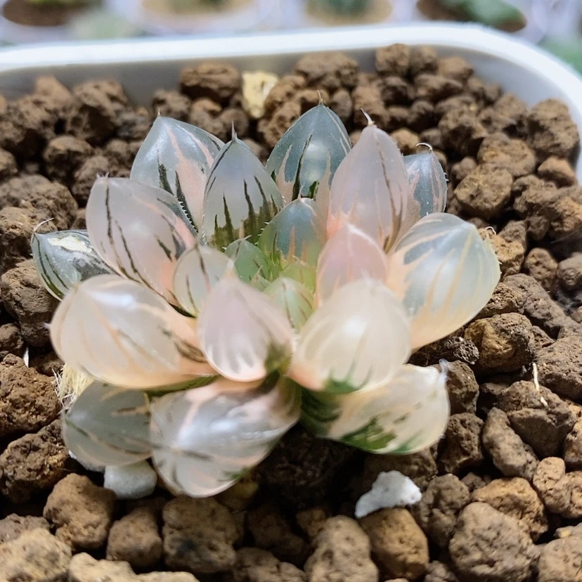 【闪购商品】85变异霓虹灯