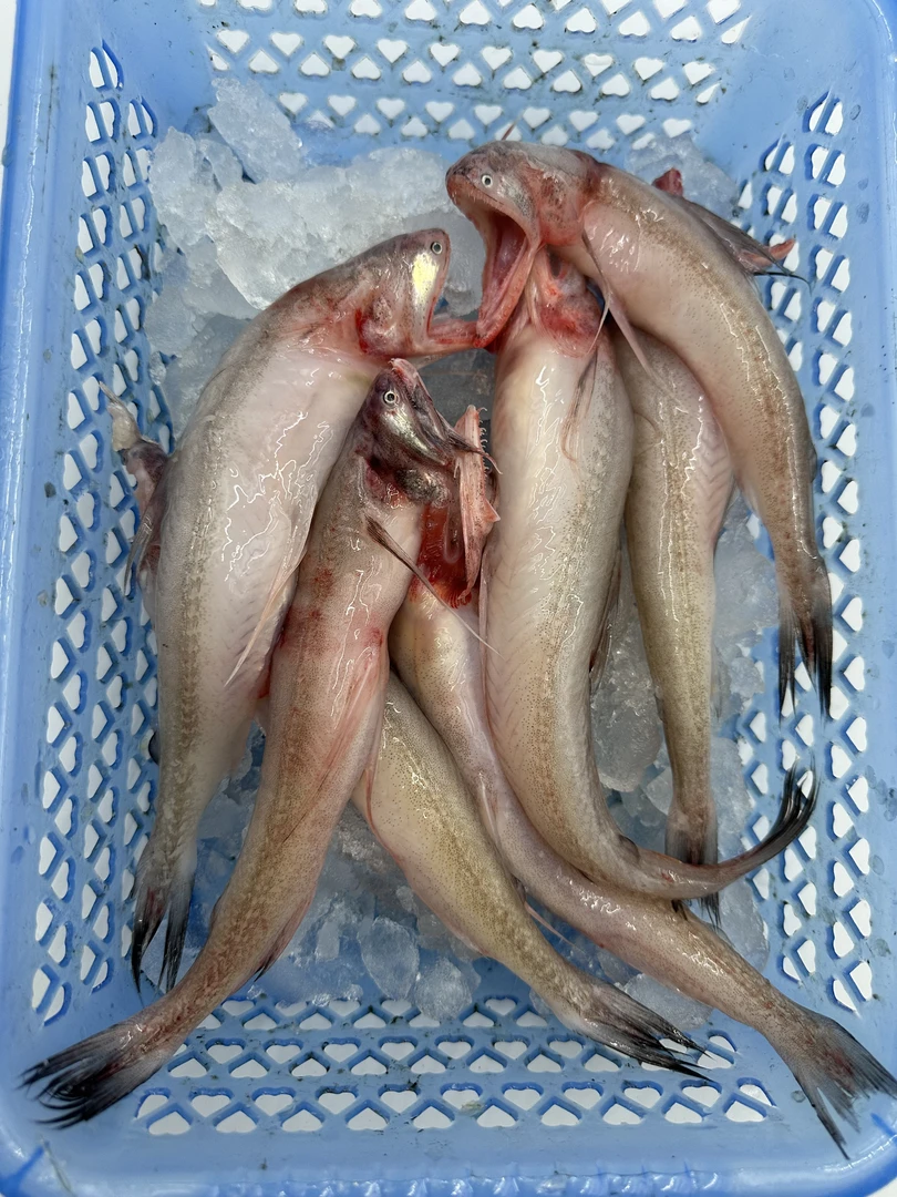 东海豆腐鱼纯野生小船海鲜顺丰发货水潺水龙鱼