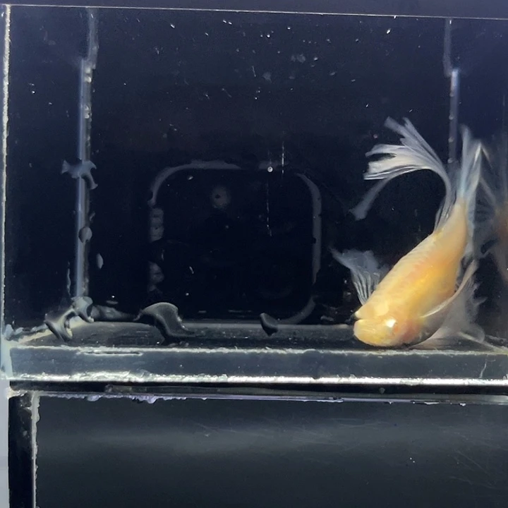 孔雀鱼蓝白绣球种鱼4