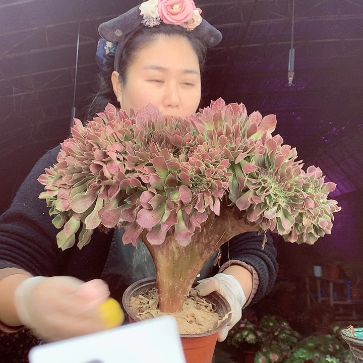 柒柒精品多肉脱土发货不包断侧枝S499