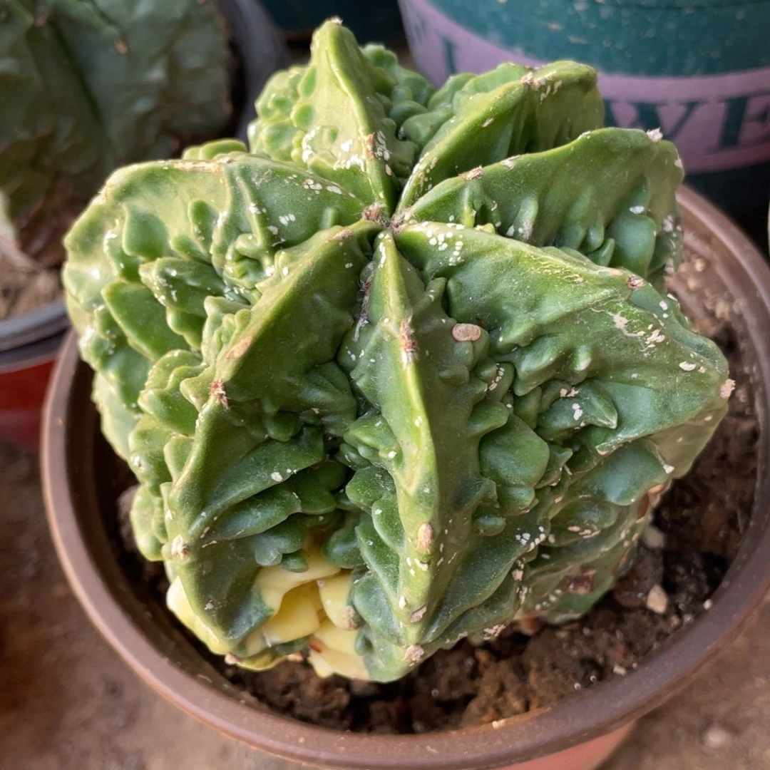 无花朵木心根 变棱核桃锦