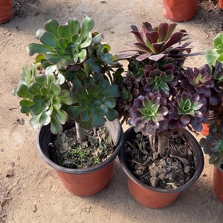 2棵玫瑰玫瑰玫瑰玫瑰