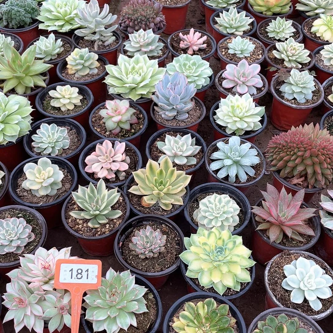 泛***泛181两颗一组多肉植物