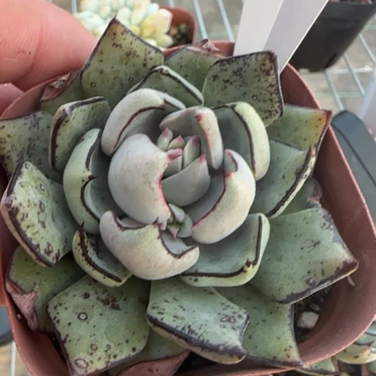 240简斯诺娃一物一拍多肉