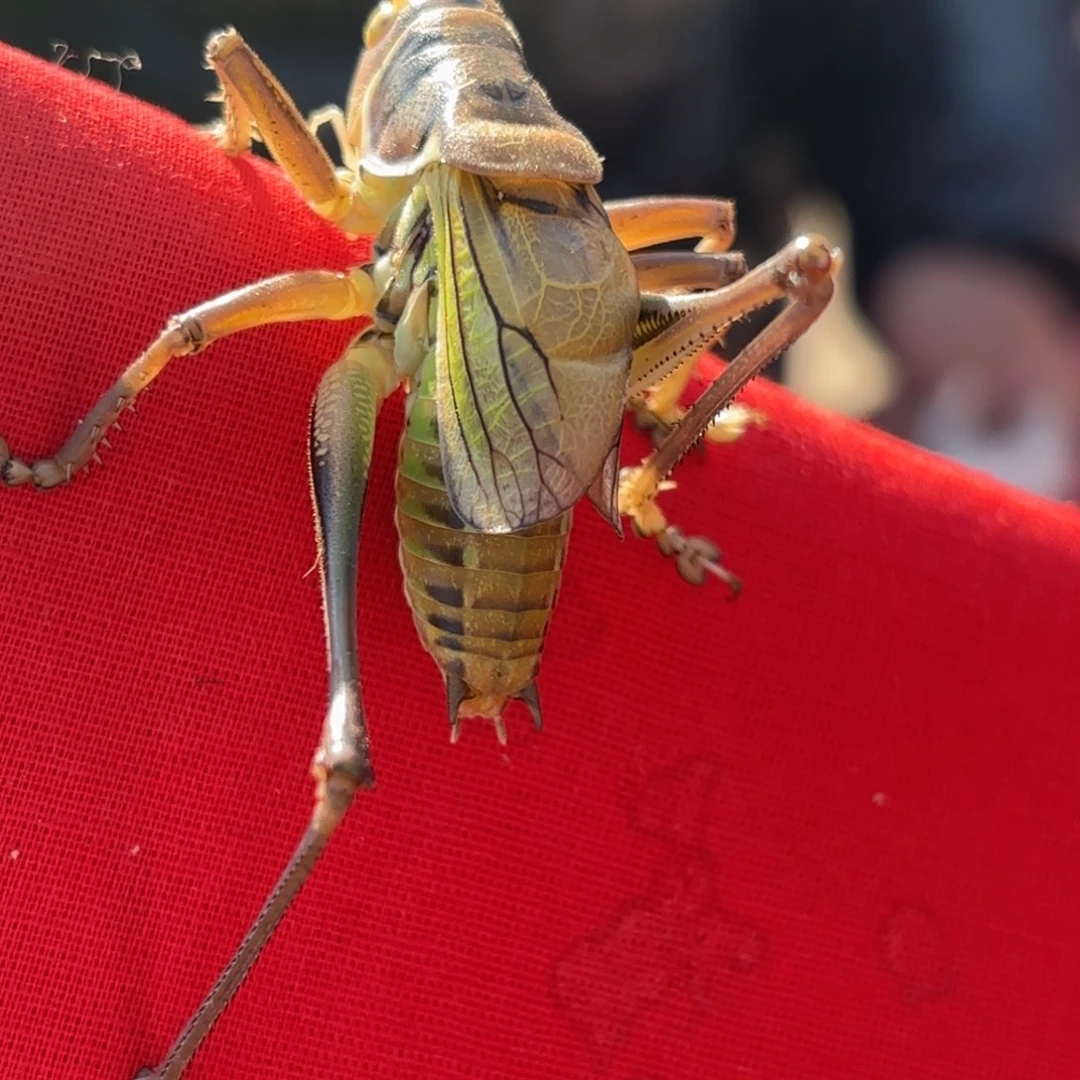 用***0蝈蝈蝈蝈福福价格