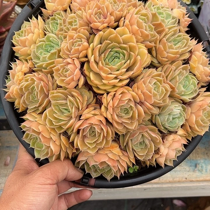 多肉植物一物一拍