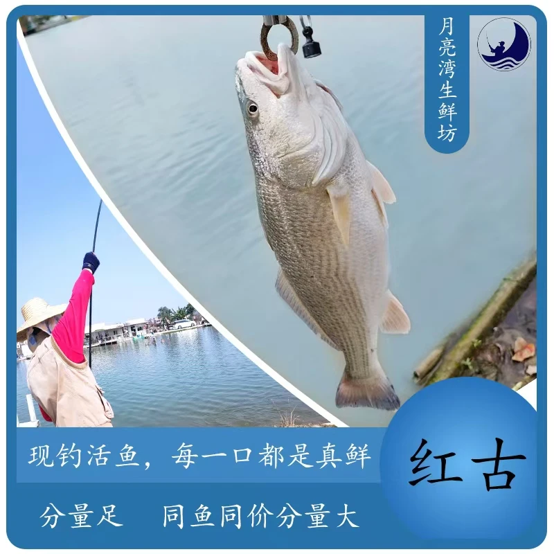 【月亮湾】现钓红鼓鱼三去开背 500g起/条 舌尖上的海洋滋味