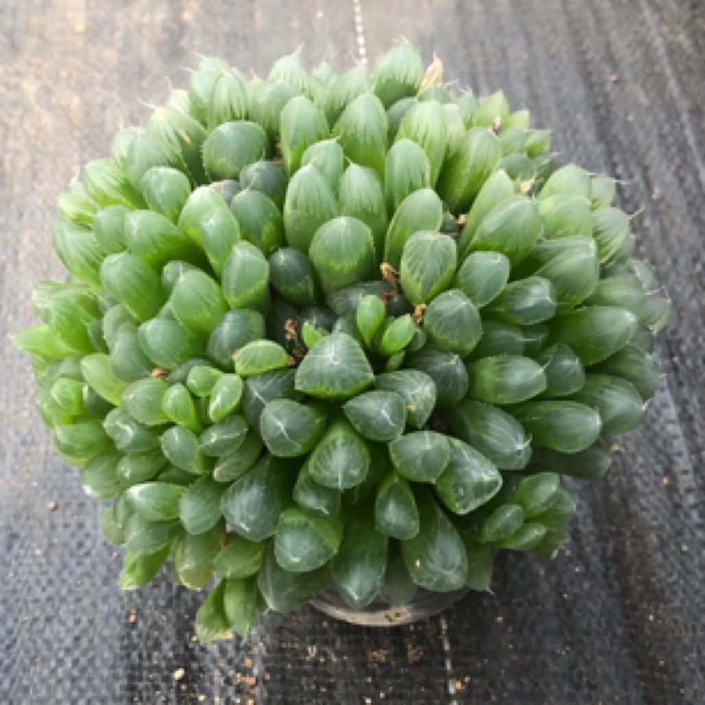 满18包邮 爆头大水晶 多肉植物