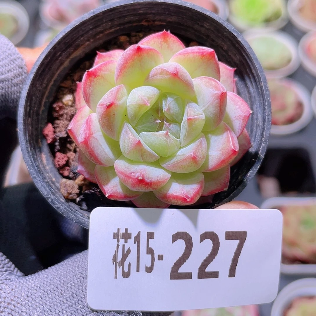 花利美15-227新品