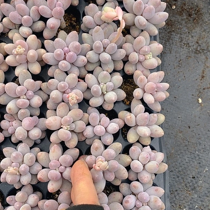 210-211 多肉植物盆栽花卉植物