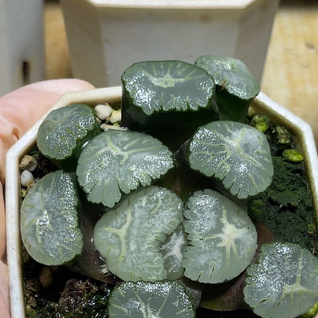 行*者恭喜发财大吉大利886马萨林