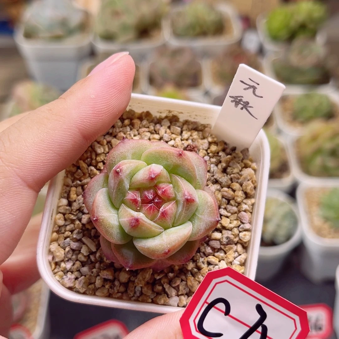 C720 一物一拍 18包邮 元秋