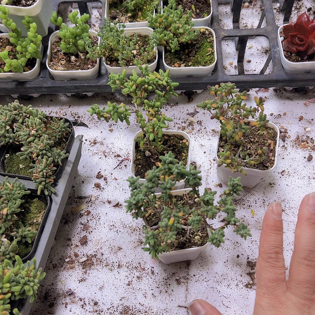 老桩糖球枝干19包邮