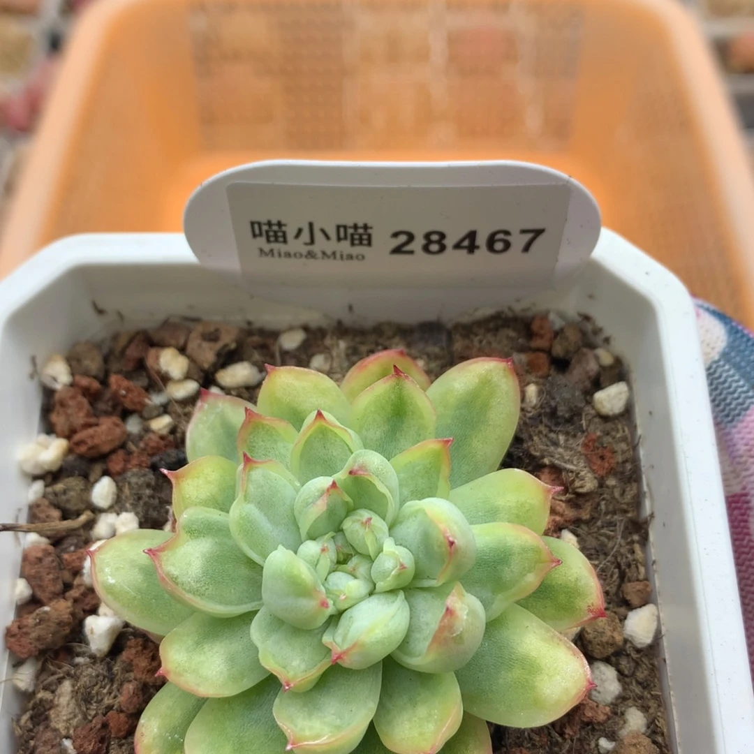 多肉植物冰天使锦