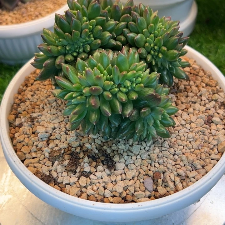 生***鹏鲲鹏柏拉图缀化一颗