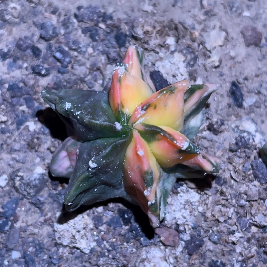 全部花朵自根鸾凤玉锦 仙人球