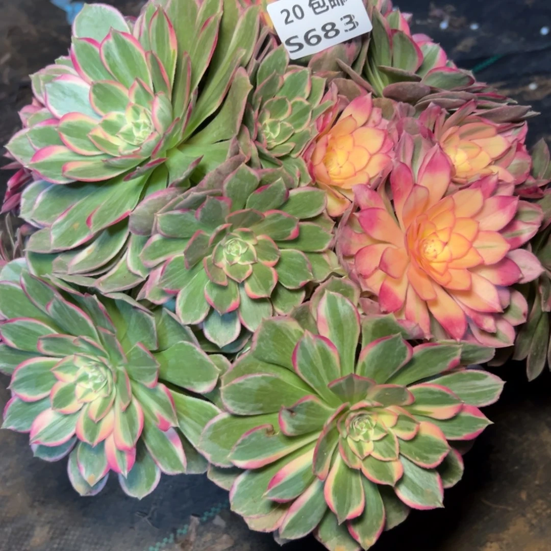 682青禾，满20包邮嘟叮熊