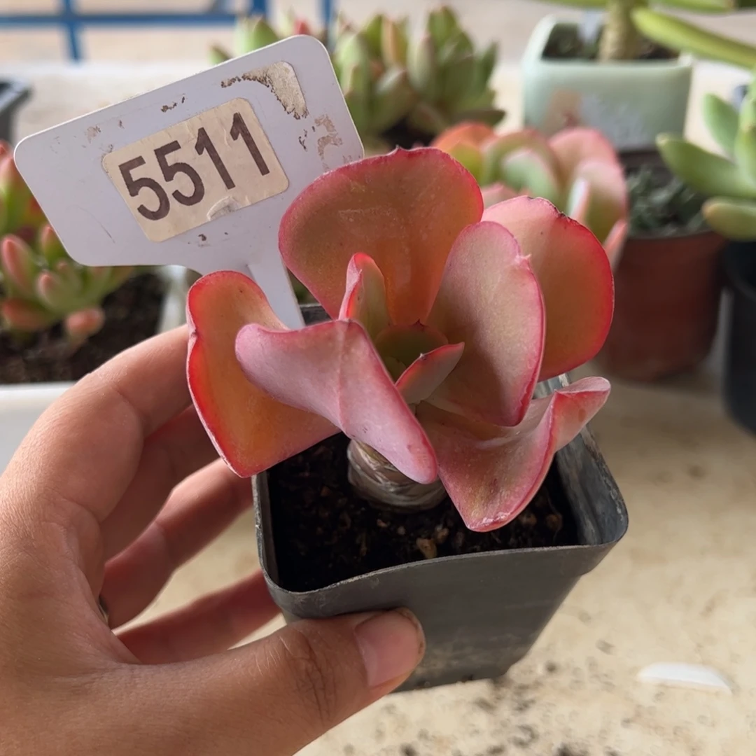 【闪购商品】5511。 11111111