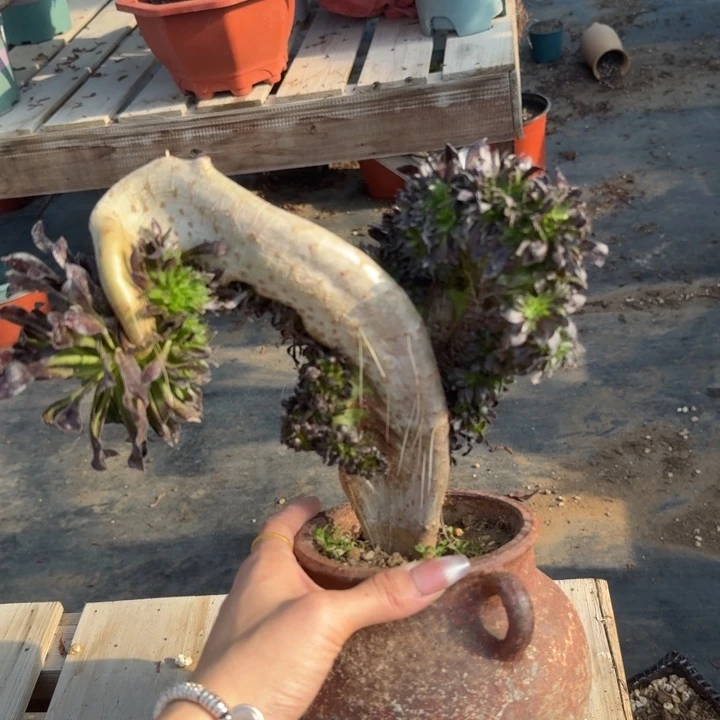 黑法师默认微瑕832