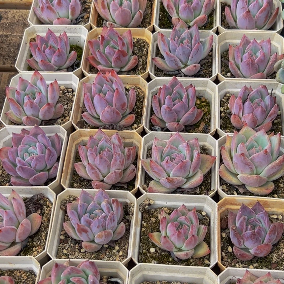 456的人都在用的吧我的朋友